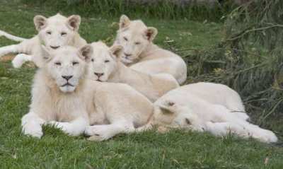 The newest additions to the Peugeot White Lion Pride, taking it easy at Mogo Zoo 

Photo Credit: Jonathan Poyner