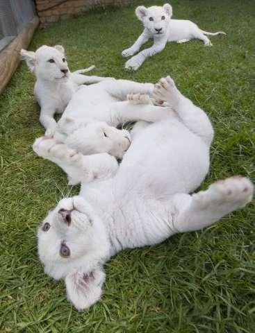 Mogo Zoo Announces Fourth Litter of White Lion Cubs!